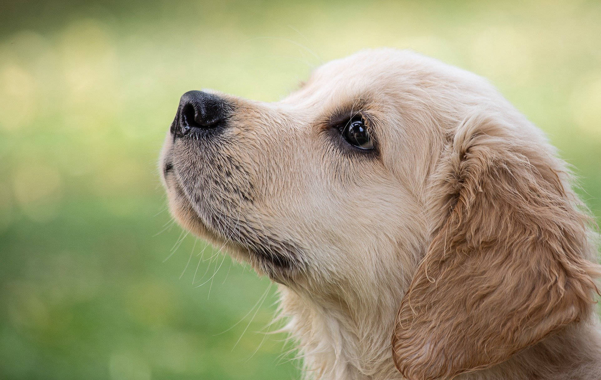 Hond