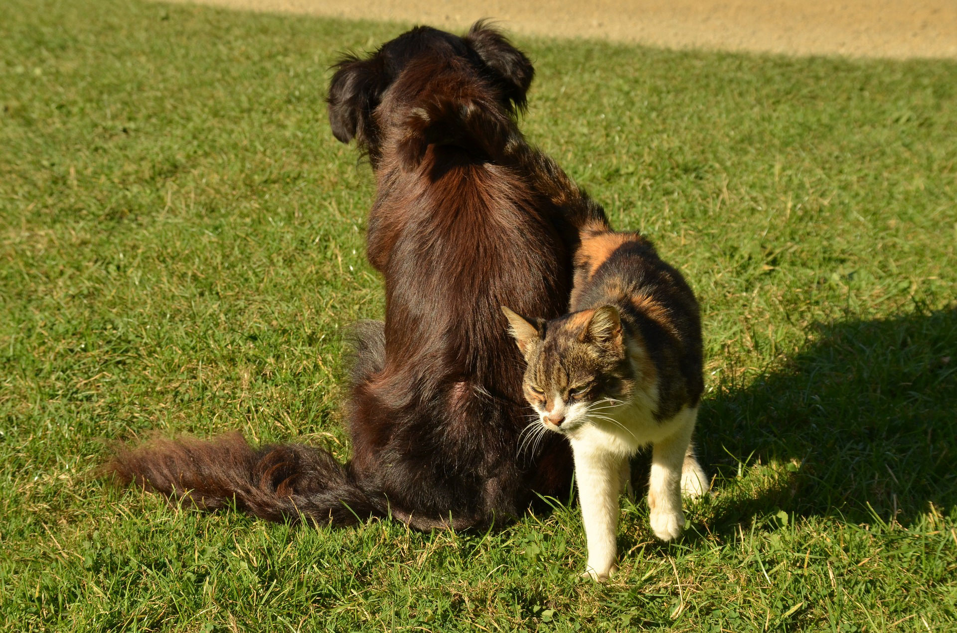 Hond en kat