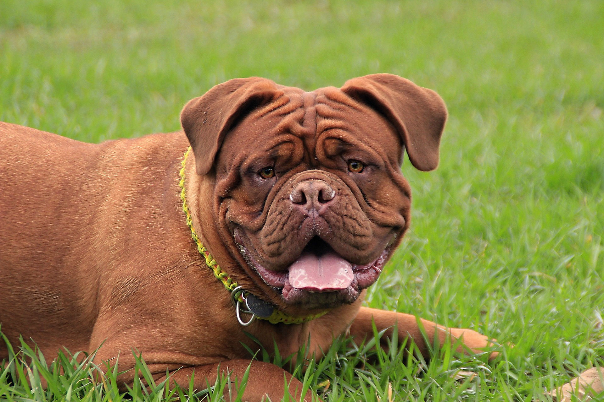 Hond